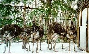 7 Month Old  Ostrich "Chicks" at Blue Heaven Ostrich Ranch