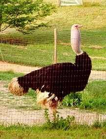 Ostriches at Blue Heaven Ostrich Ranch