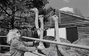 Madeleine w/ Ostriches at Blue Heaven Ostrich Ranch