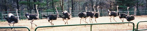 Ostrich Pen at Blue Heaven Ostrich Ranch